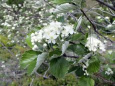 Sorbus-taurica_соцветие